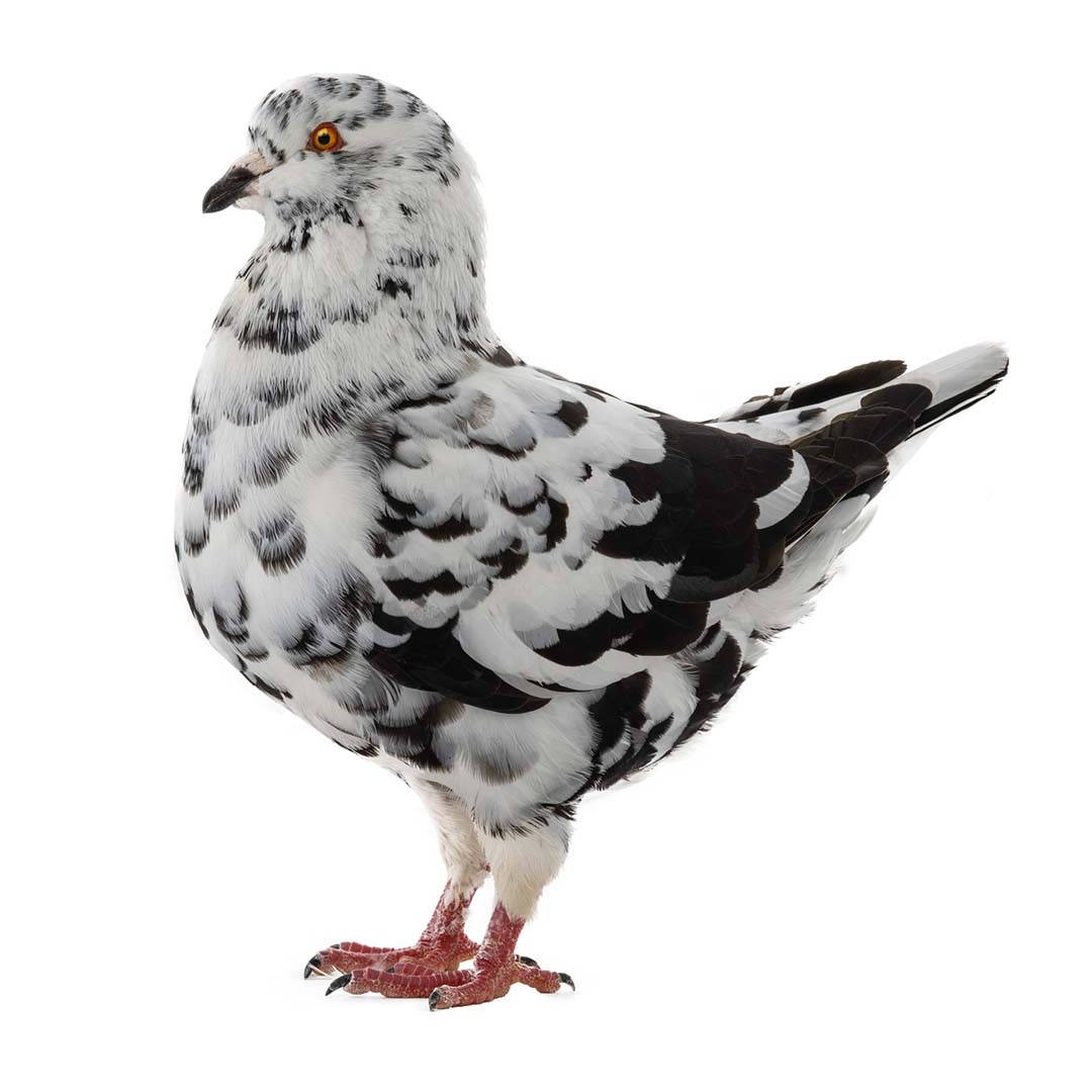 Columba livia domesticus 'King' (Columba livia domesticus 'King')