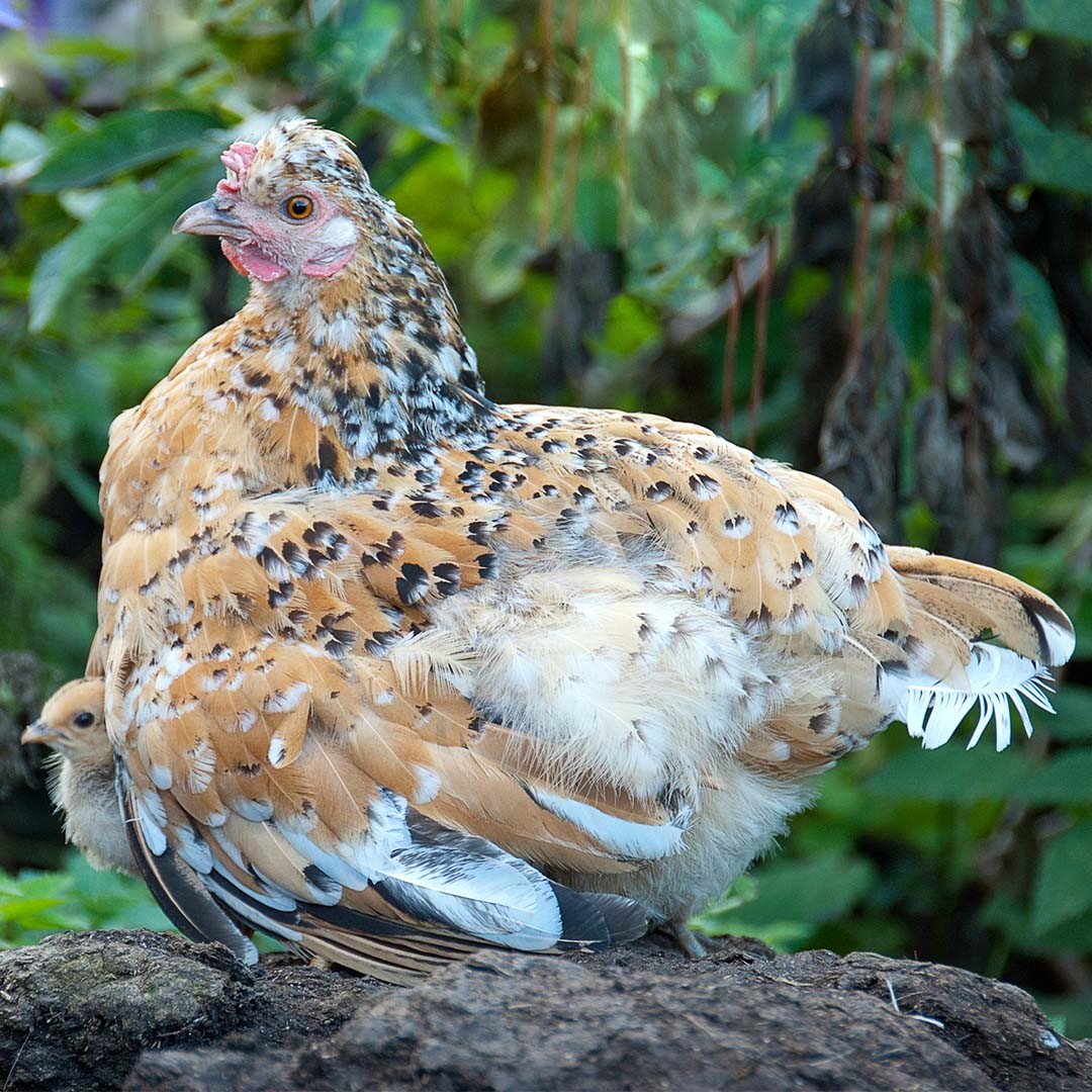 Gallus gallus domesticus 'Pyncheon' (Gallus gallus domesticus 'Pyncheon')
