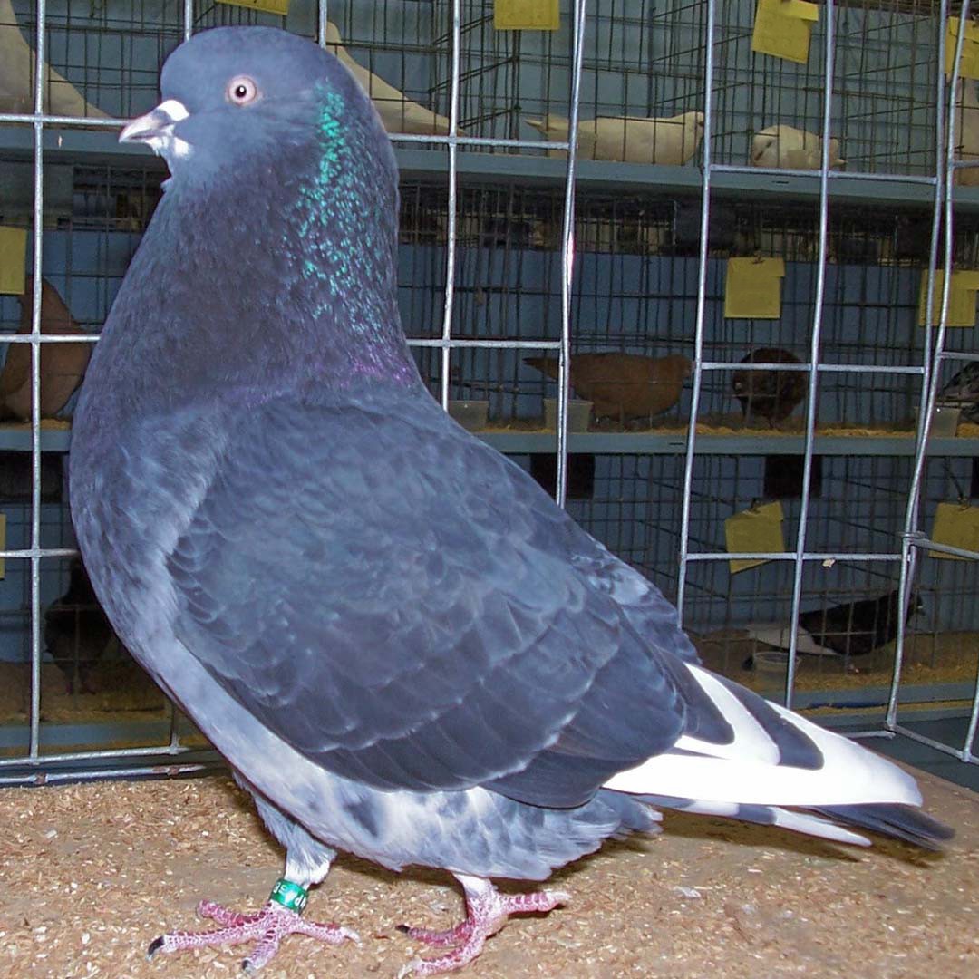 Columba livia domesticus 'Birmingham Roller' (Columba livia domesticus 'Birmingham Roller')