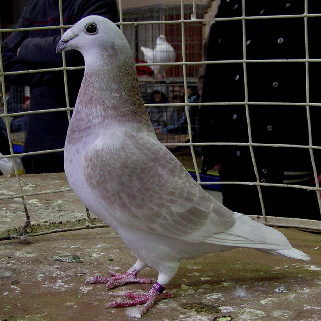 Columba livia domesticus 'British Show Racer' (Columba livia domesticus 'British Show Racer')