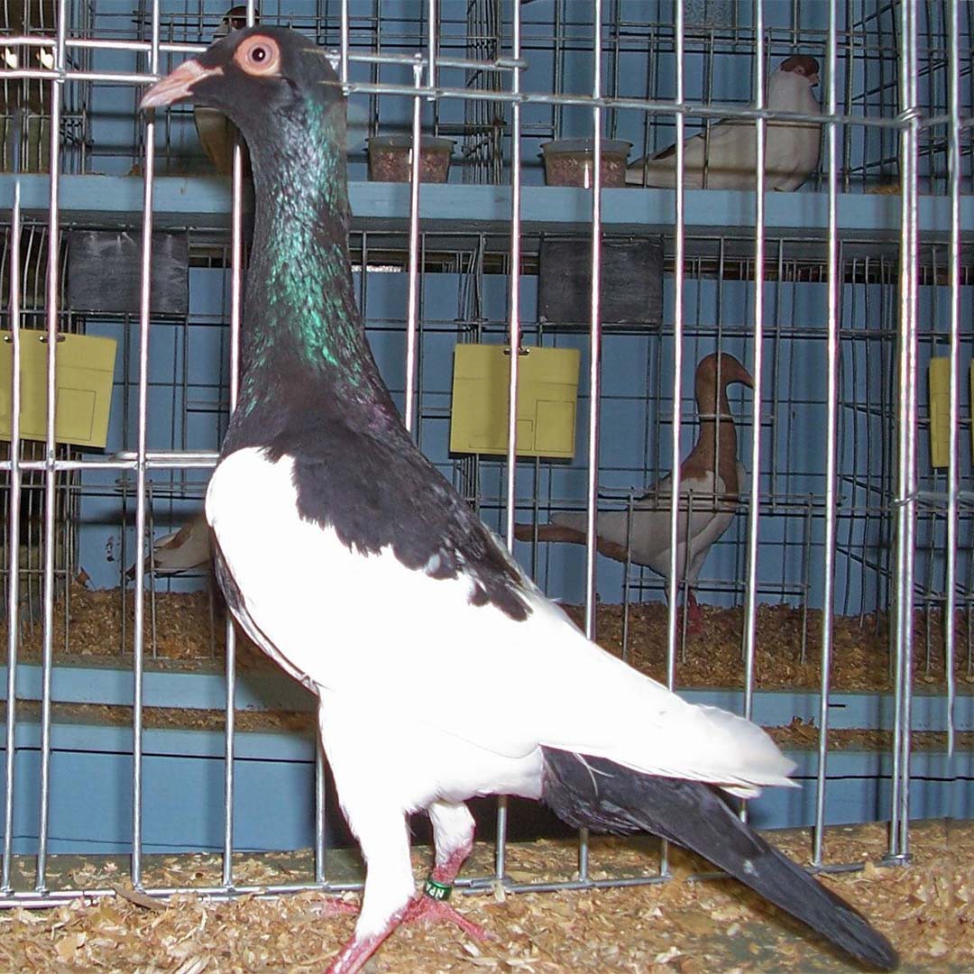 Columba livia domesticus 'English Magpie' (Columba livia domesticus 'English Magpie')