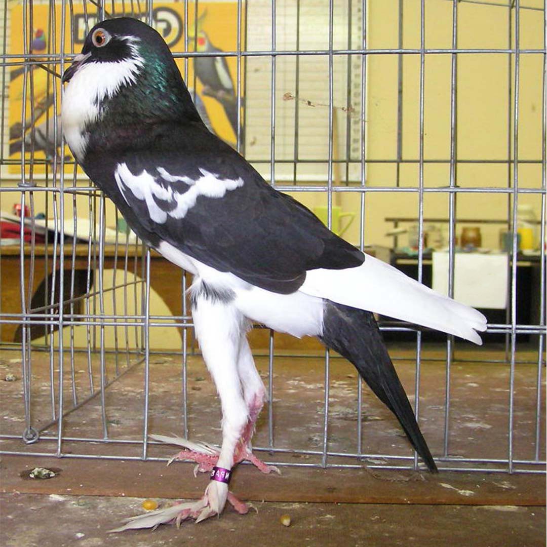 Columba livia domesticus 'Pouter' (Columba livia domesticus 'Pouter')