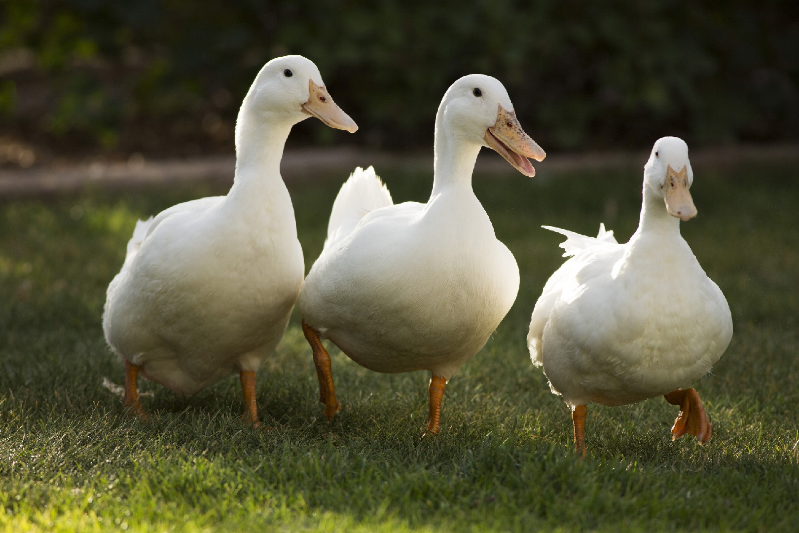Anas platyrhynchos domesticus 'Pekin' (Anas platyrhynchos domesticus 'Pekin')