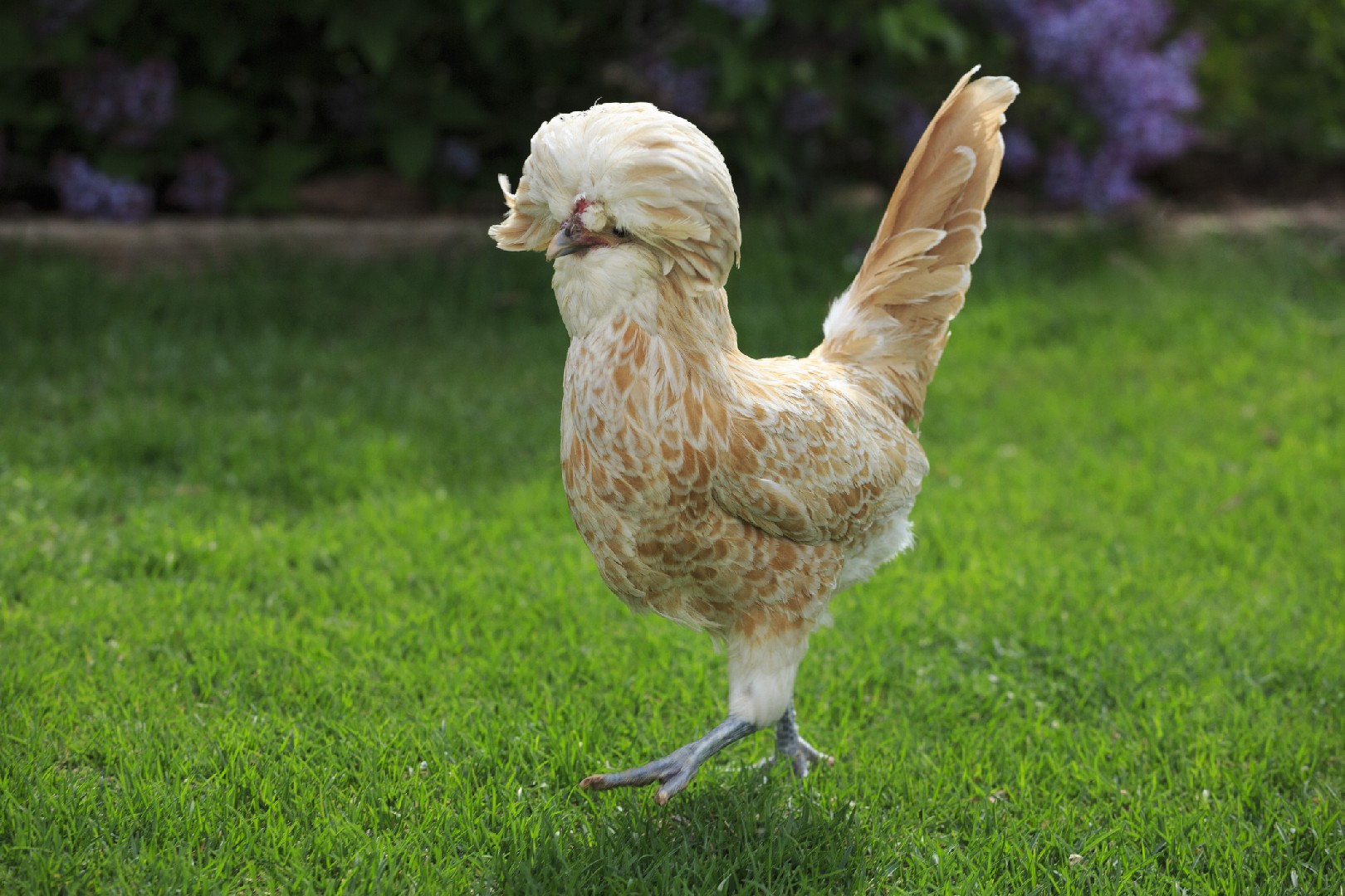 Gallus gallus domesticus 'Polish' (Gallus gallus domesticus 'Polish')