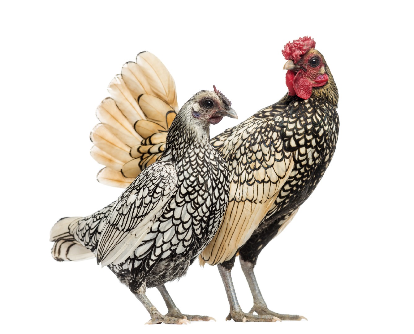 Sebright Chicken (Gallus gallus domesticus 'Sebright')