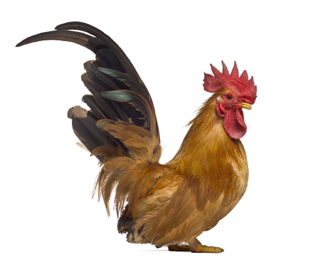 Gallus gallus domesticus 'Japanese Bantam' (Gallus gallus domesticus 'Japanese Bantam')