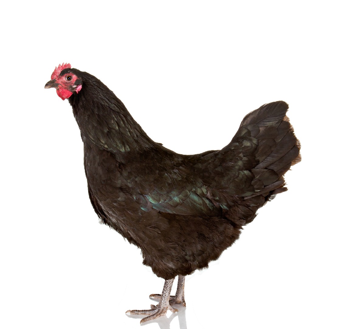 Gallus gallus domesticus 'Australorp' (Gallus gallus domesticus 'Australorp')