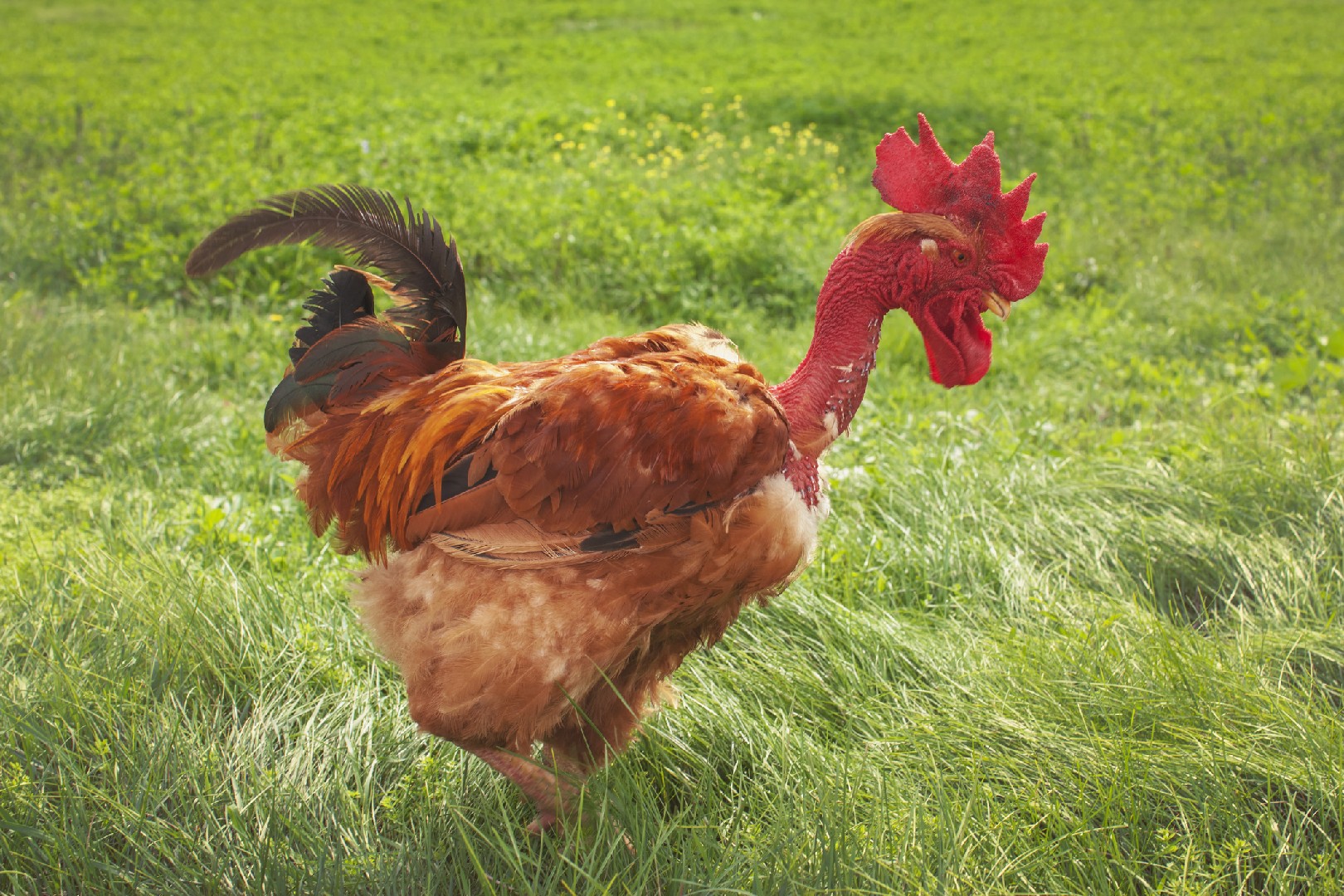 Gallus gallus domesticus 'Naked Neck' (Gallus gallus domesticus 'Naked Neck')