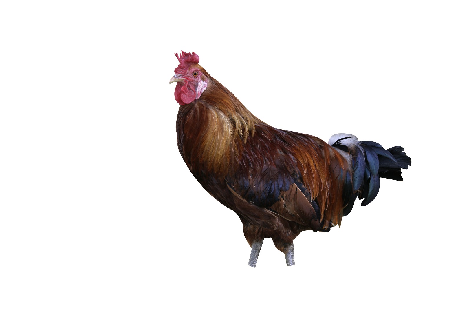 Gallus gallus domesticus 'Sicilian Buttercup' (Gallus gallus domesticus 'Sicilian Buttercup')