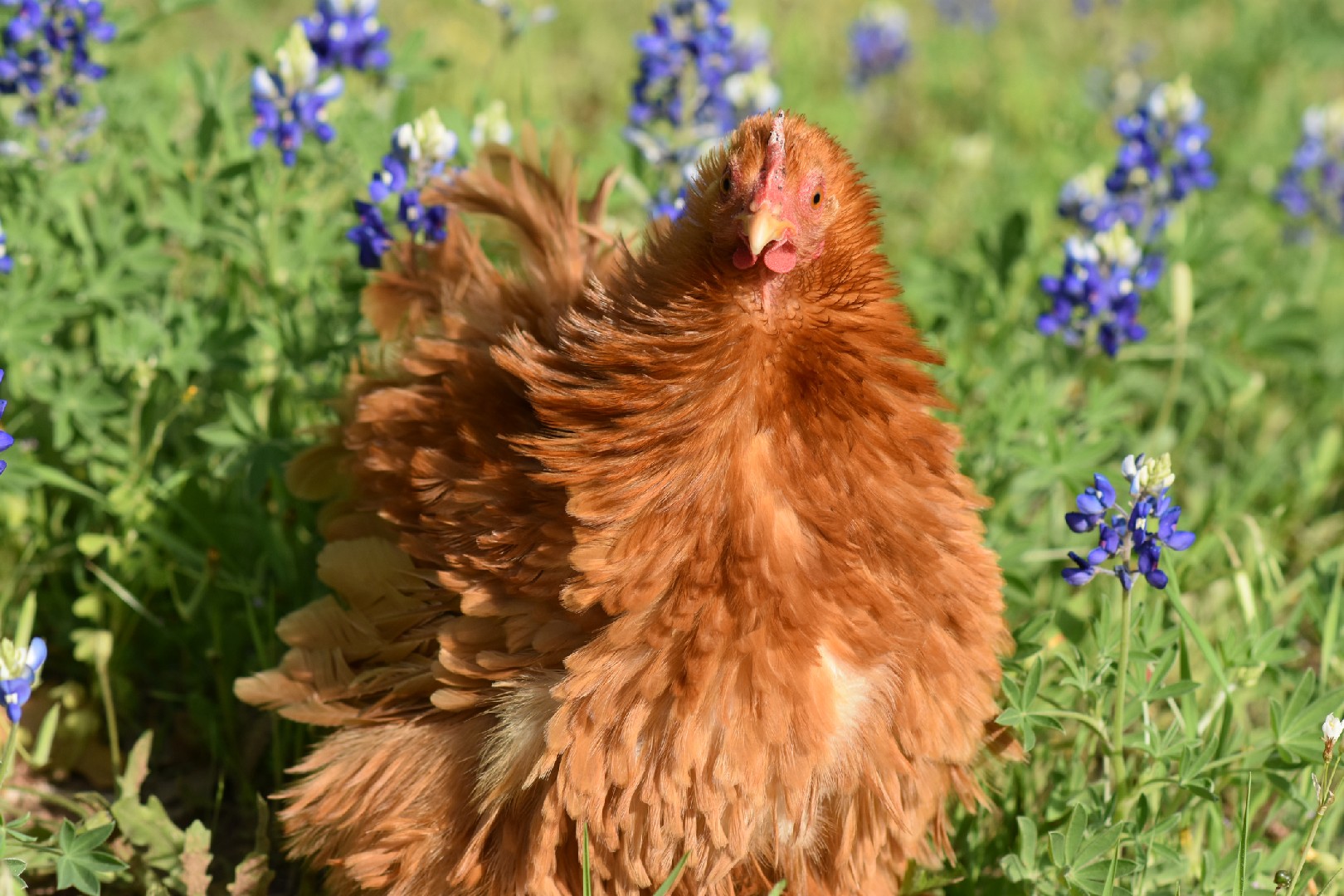 Frizzle Chicken (Gallus gallus domesticus 'Frizzle')