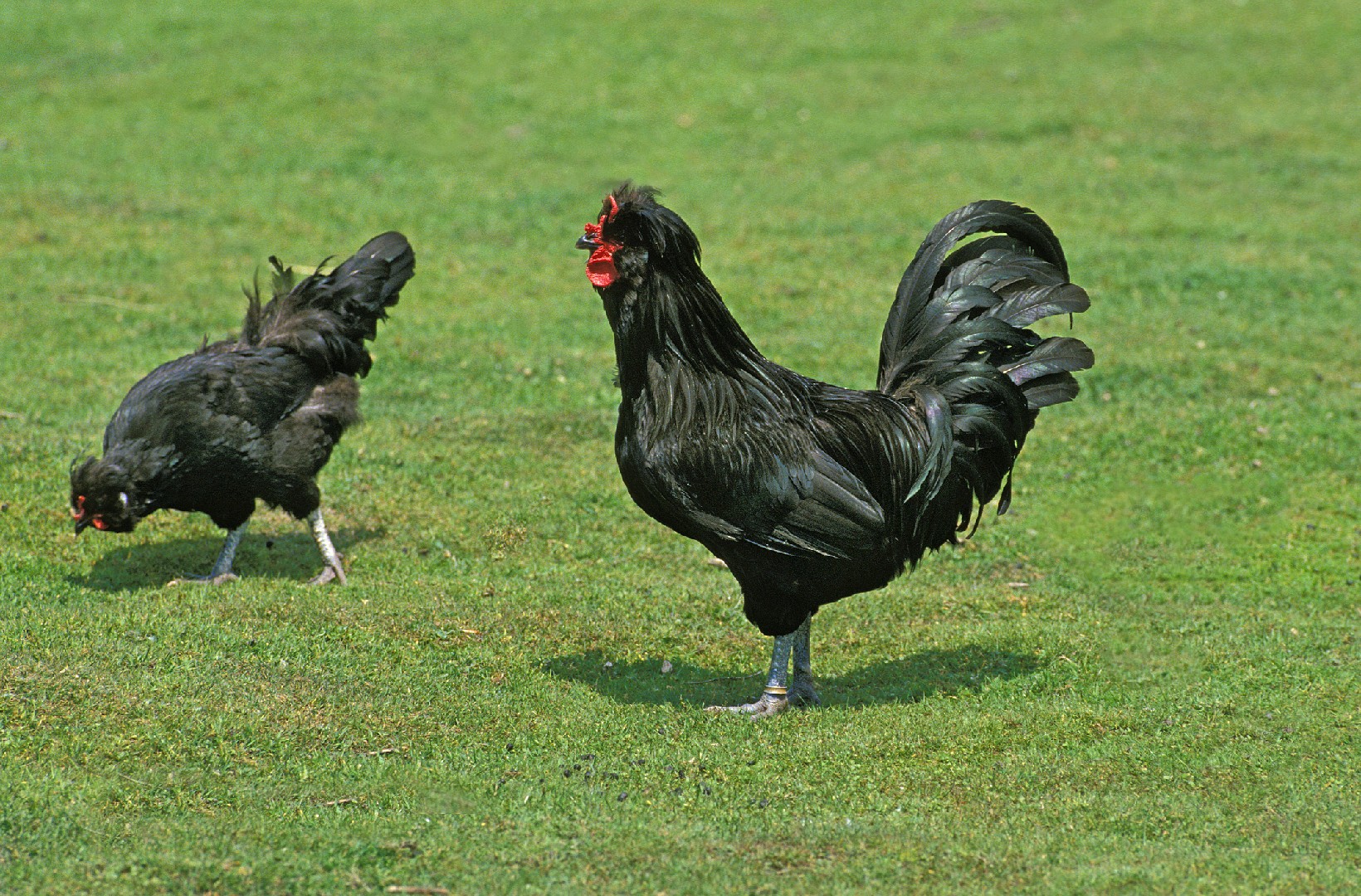 Gallus gallus domesticus 'Crèvecœur' (Gallus gallus domesticus 'Crèvecœur')