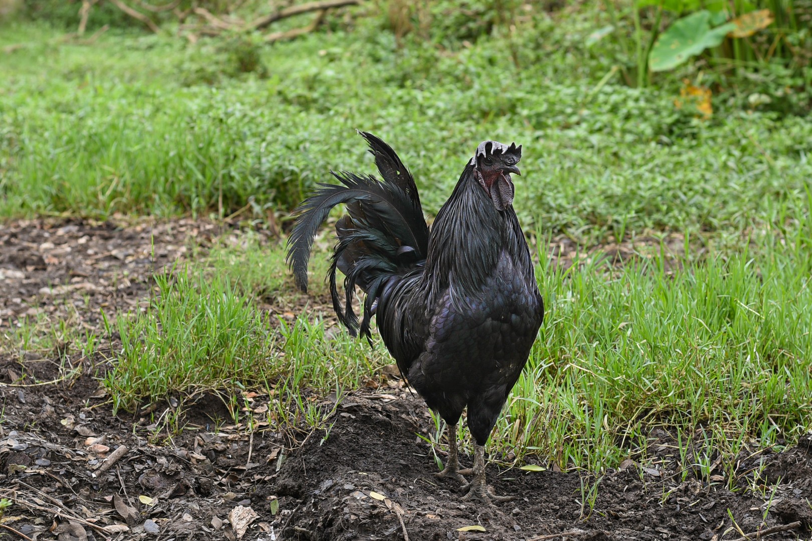Gallus gallus domesticus 'kadanath' (Gallus gallus domesticus 'kadanath')