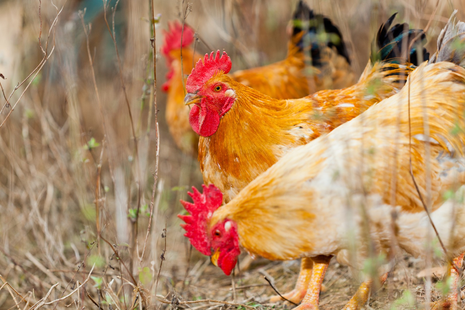Gallus gallus domesticus 'Bionda Piemontese' (Gallus gallus domesticus 'Bionda Piemontese')