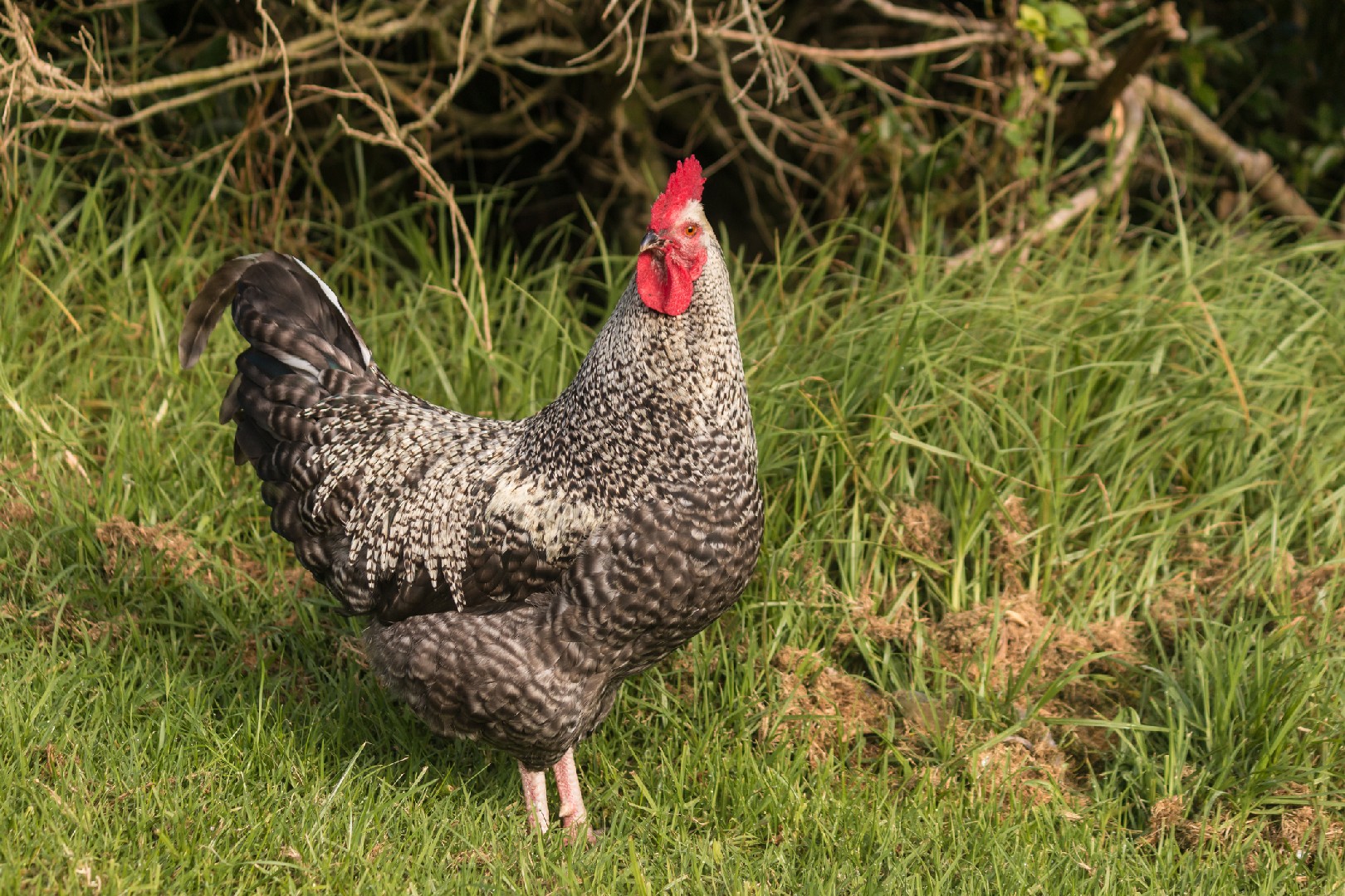 Gallus gallus domesticus 'Scots Grey' (Gallus gallus domesticus 'Scots Grey')