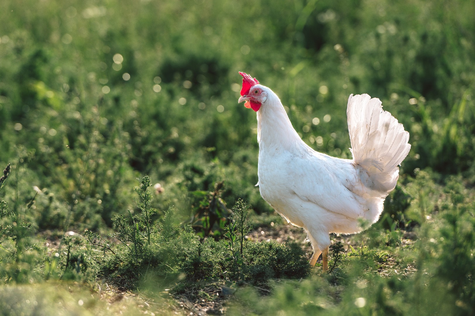 Bresse Gauloise Chicken (Gallus gallus domesticus 'Bresse Gauloise')