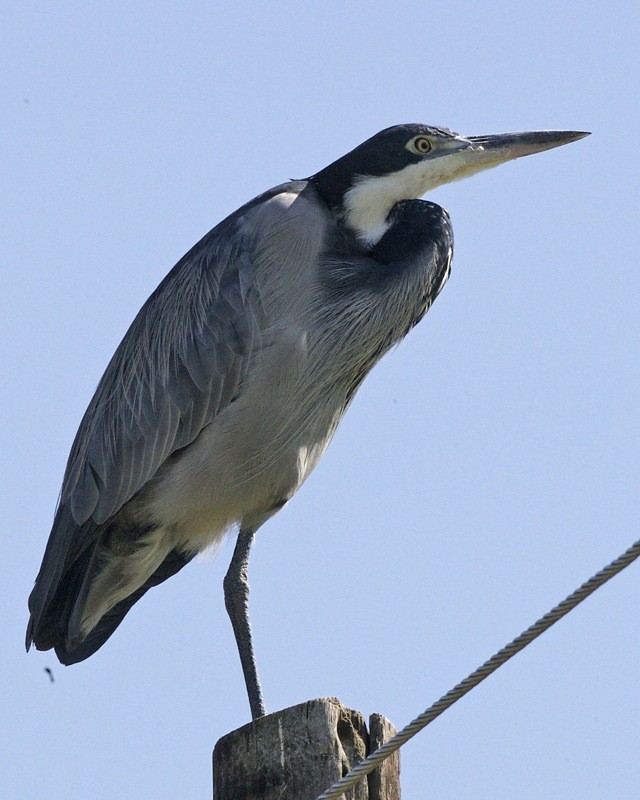 Garza cabecinegra (Ardea melanocephala) Picture Bird