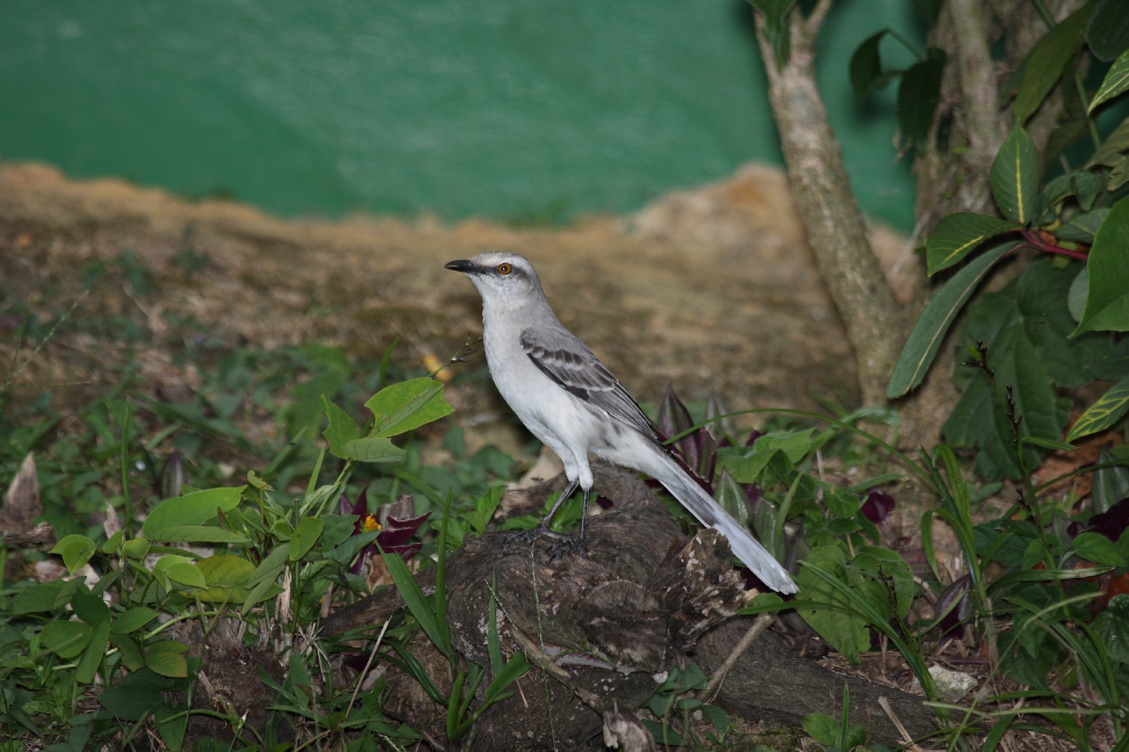マネシツグミ属 Mimus Picture Bird マネシツグミ属 Mimus Picture Bird