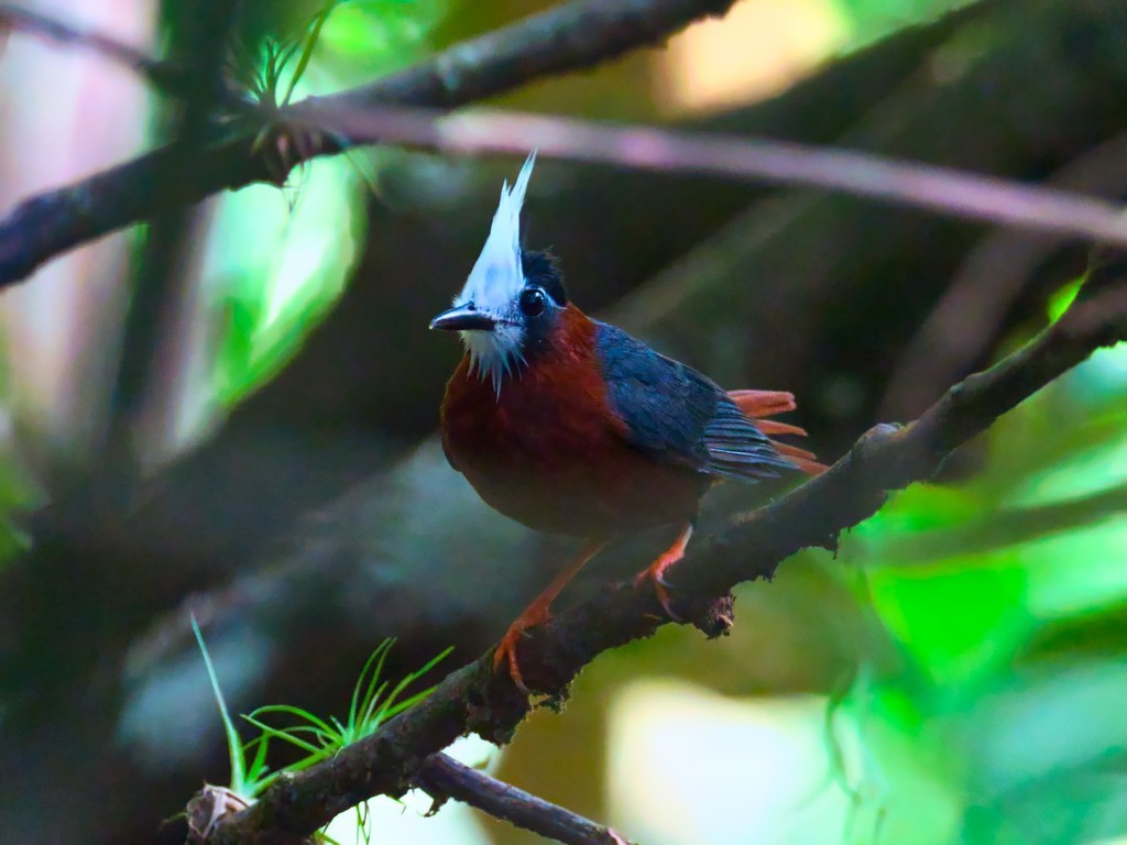 Hormiguero cuerniblanco (Pithys albifrons) Picture Bird