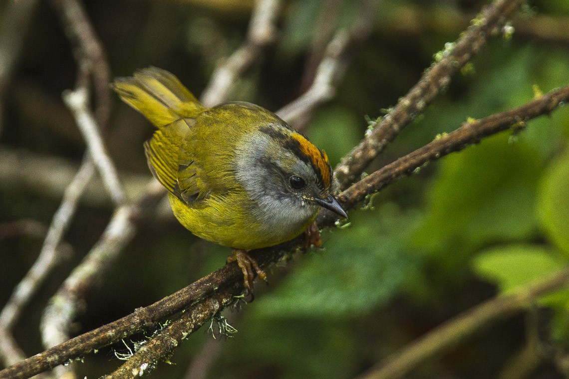 Myiothlypis (Myiothlypis) Picture Bird