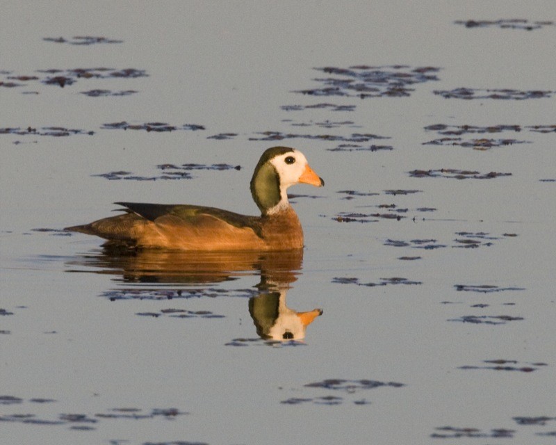 アフリカマメガン auritus) Picture Bird