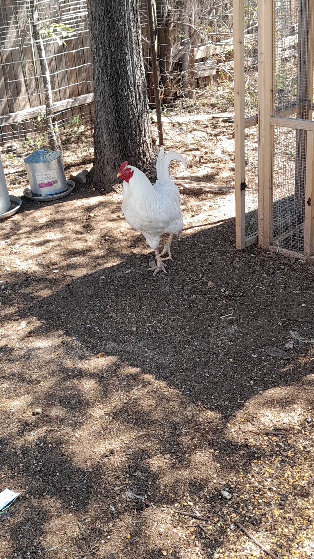 Chantecler Chicken (Gallus gallus domesticus 'Chantecler')