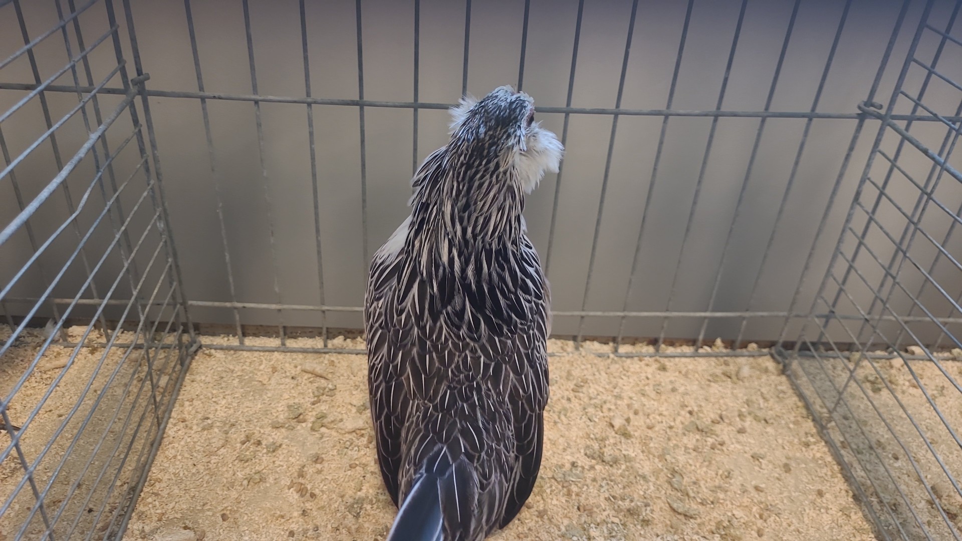 Gallus gallus domesticus 'Belgian Bearded d'Anvers' (Gallus gallus domesticus 'Belgian Bearded d'Anvers')