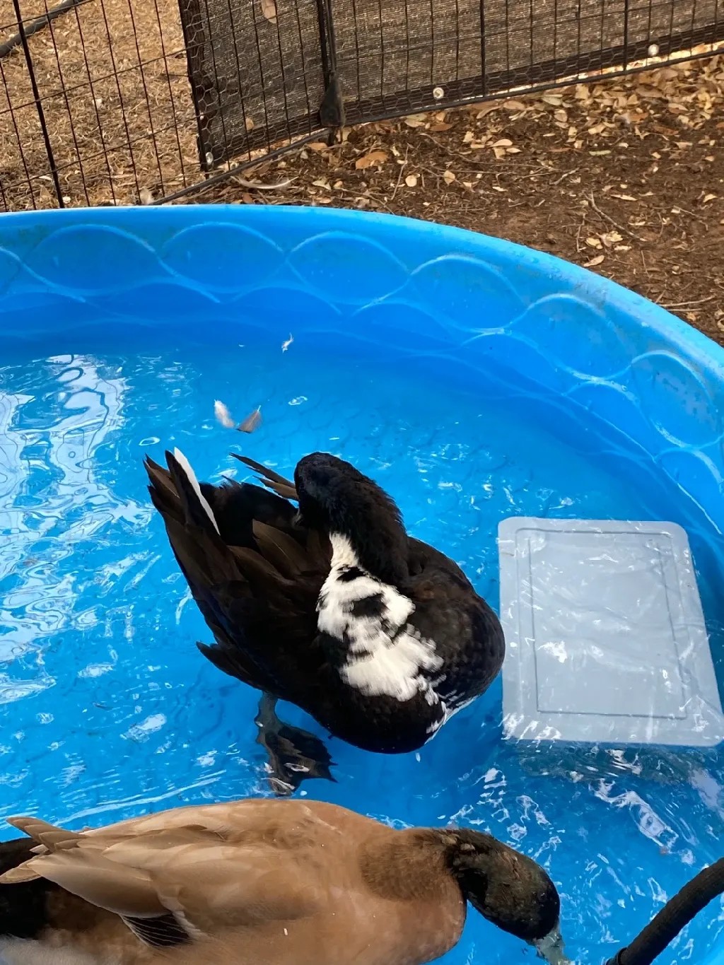 Anas platyrhynchos domesticus 'Blue Swedish' (Anas platyrhynchos domesticus 'Blue Swedish')