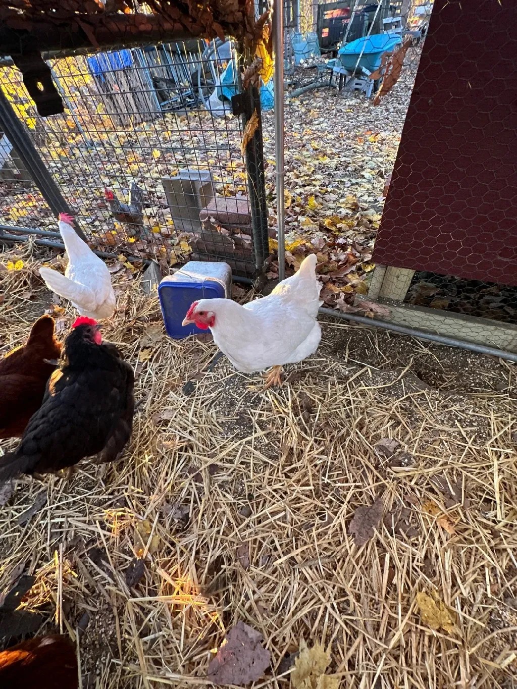 Gallus gallus domesticus 'Rhode Island White' (Gallus gallus domesticus 'Rhode Island White')