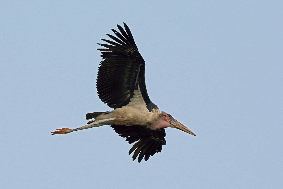 marabou stork size