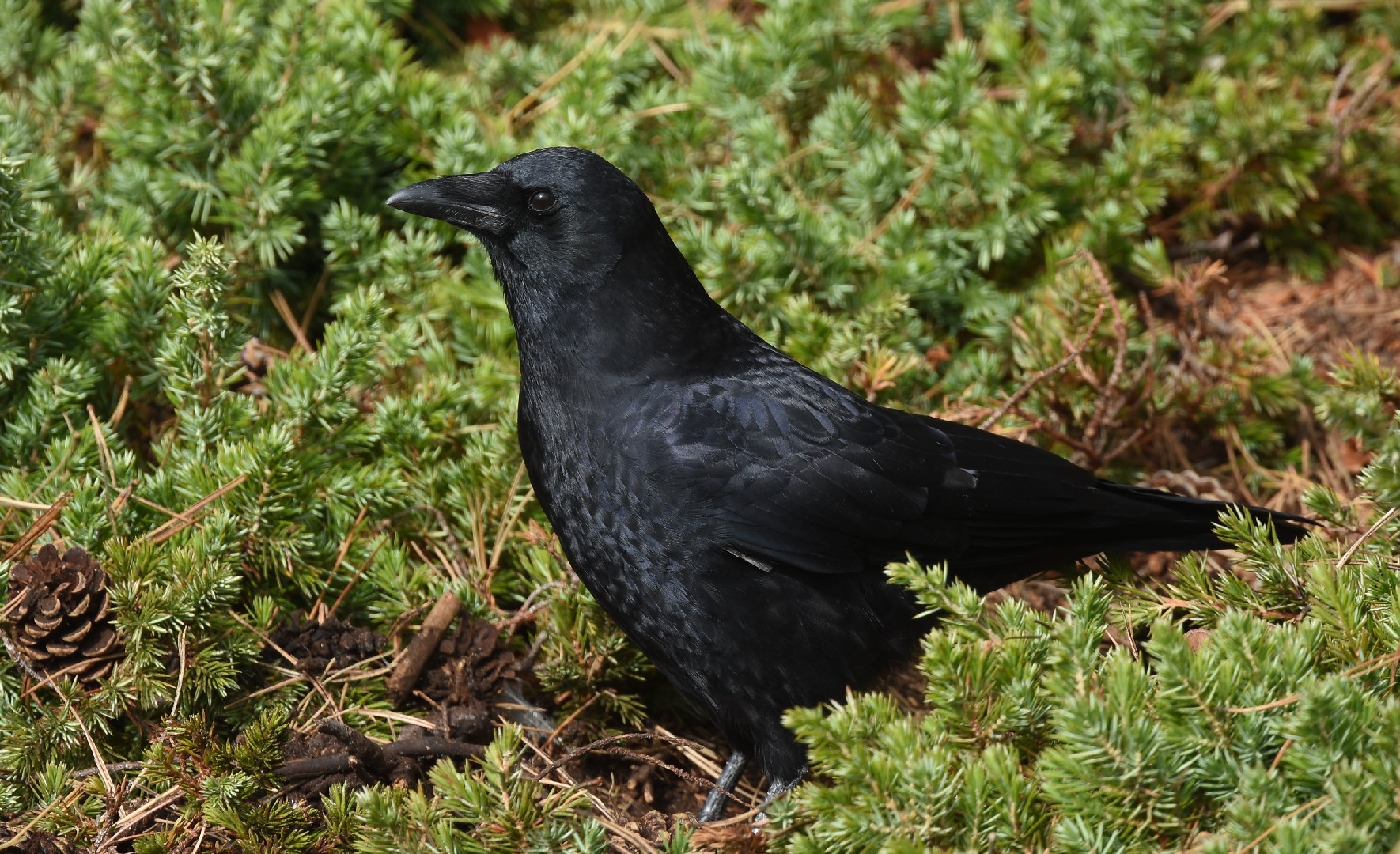 Duree De Vie D Une Corneille Corneille d'amérique (Corvus brachyrhynchos) - Picture Bird