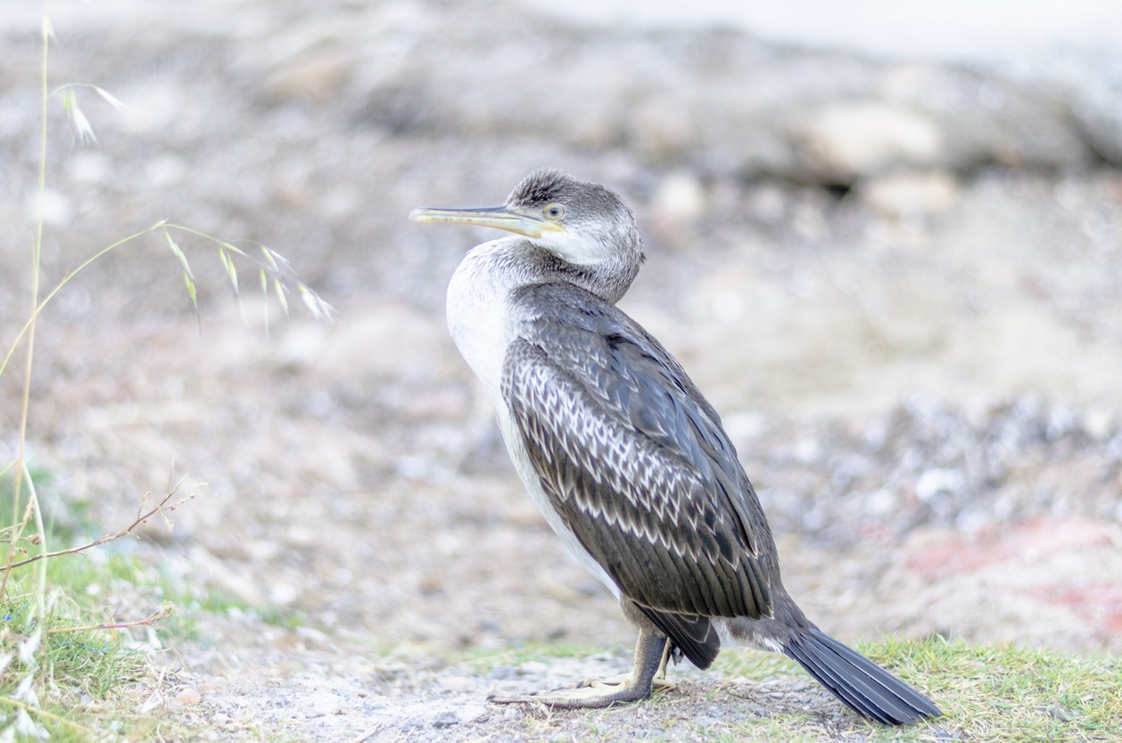 ヨーロッパミズナギドリ Puffinus Mauretanicus Picture Bird