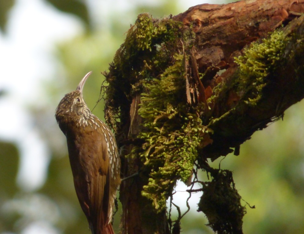 Trepatroncos montano (Lepidocolaptes lacrymiger) Picture Bird
