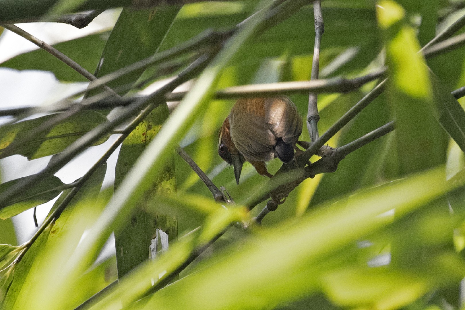 Sasia (Sasia) - Picture Bird