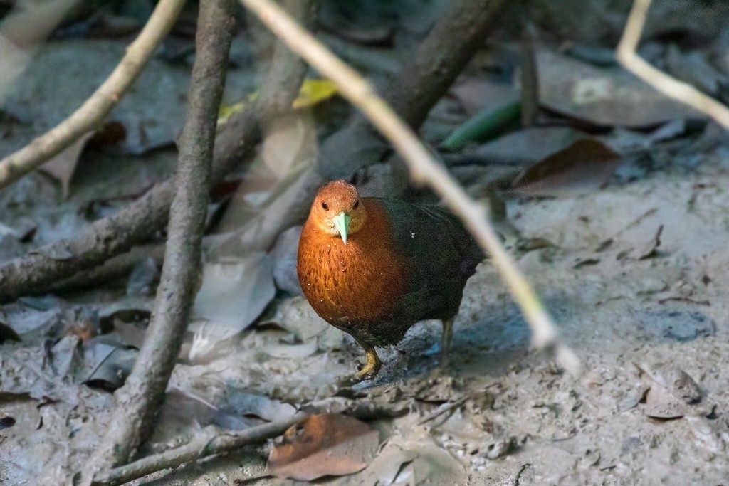 Polluela tricolor (Rallina tricolor) Picture Bird