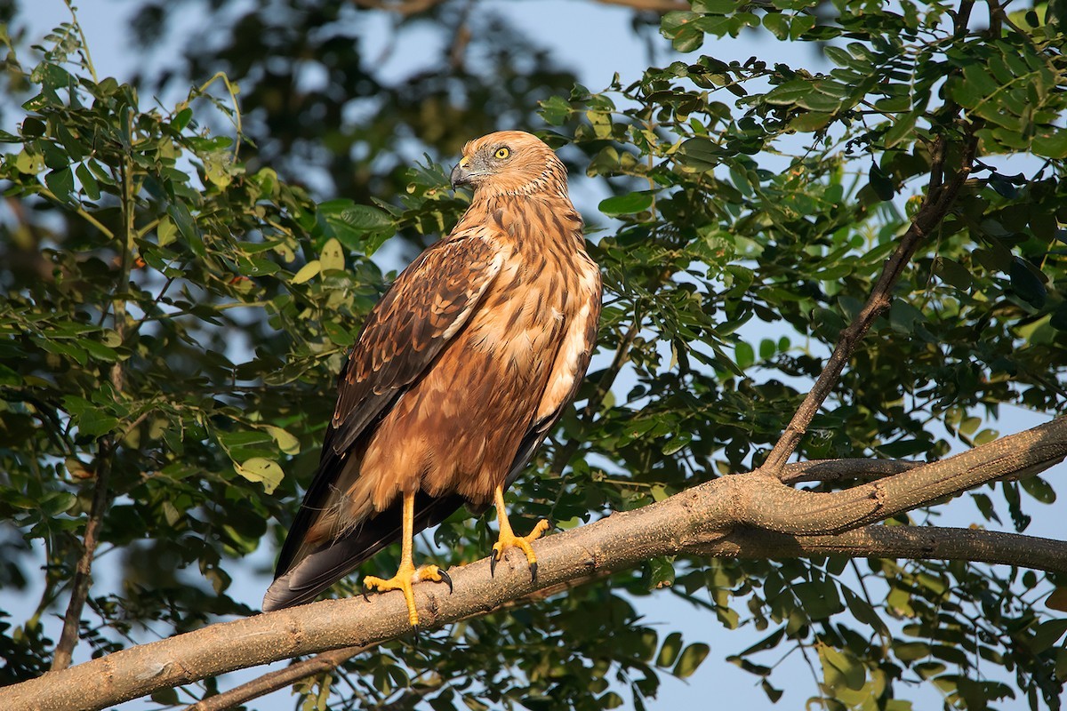 Восточный лунь (Circus spilonotus) - Picture Bird