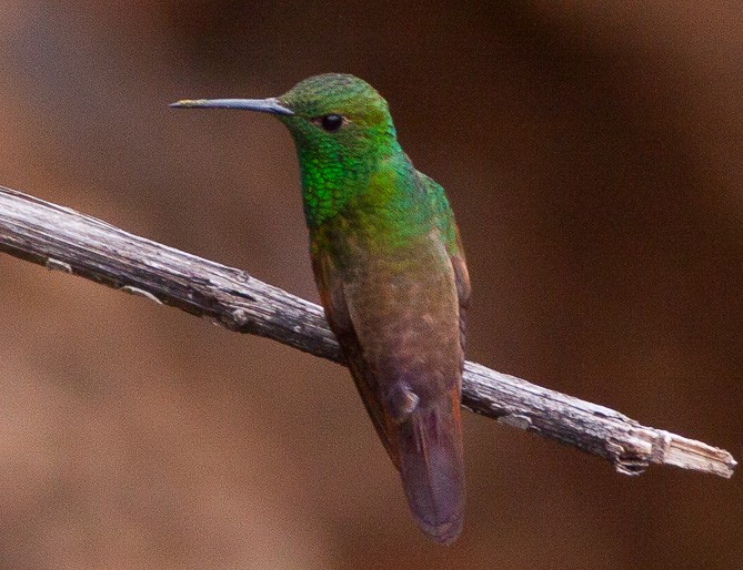 berylline hummingbird