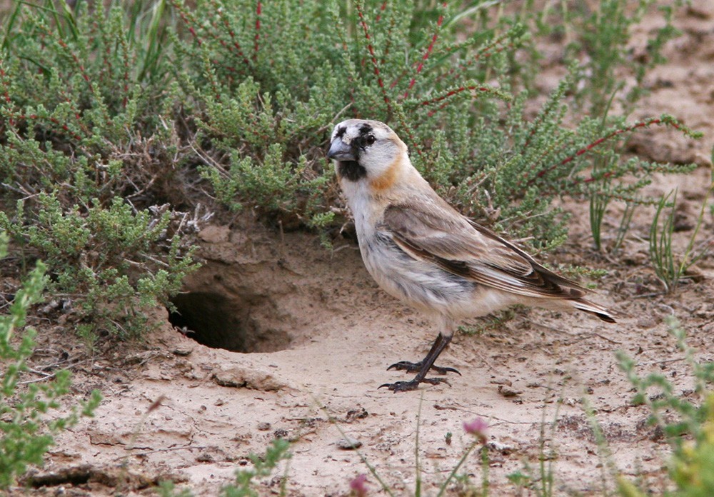 Pyrgilauda (Pyrgilauda) Picture Bird