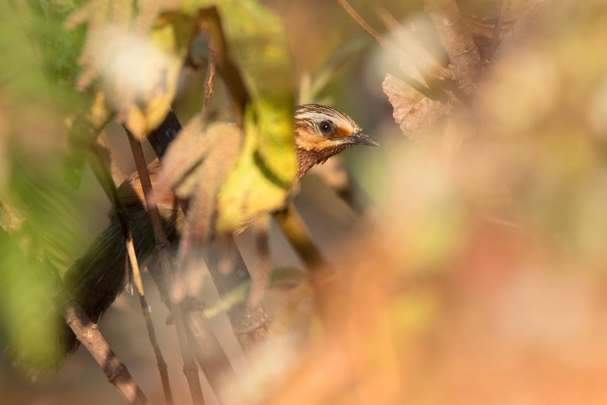 Trochalopteron virgatum (Trochalopteron virgatum) Picture Bird