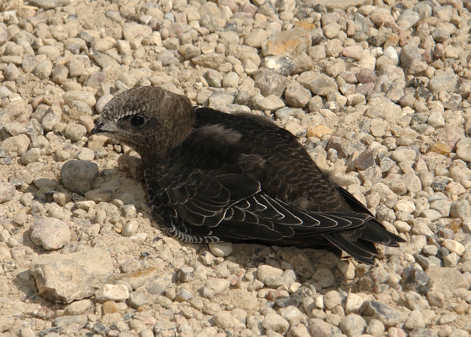 Чёрный стриж (Apus apus) - Picture Bird