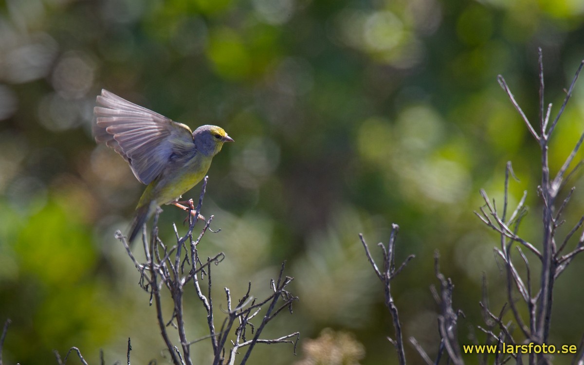 Щеглы (Carduelis) - Picture Bird