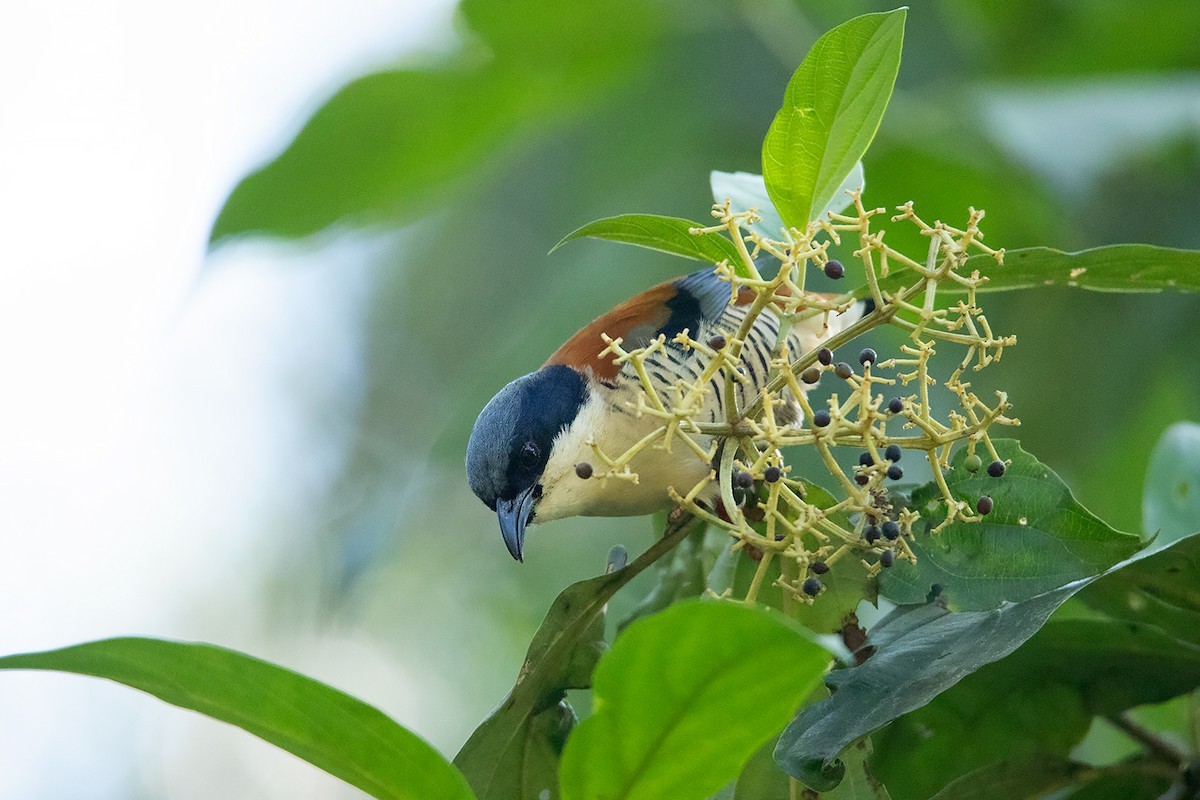 Cutia nepalesa (Cutia nipalensis) Picture Bird
