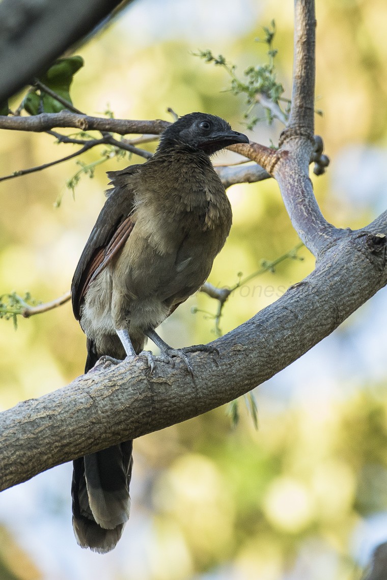 Graukopfguan (Ortalis cinereiceps) Picture Bird