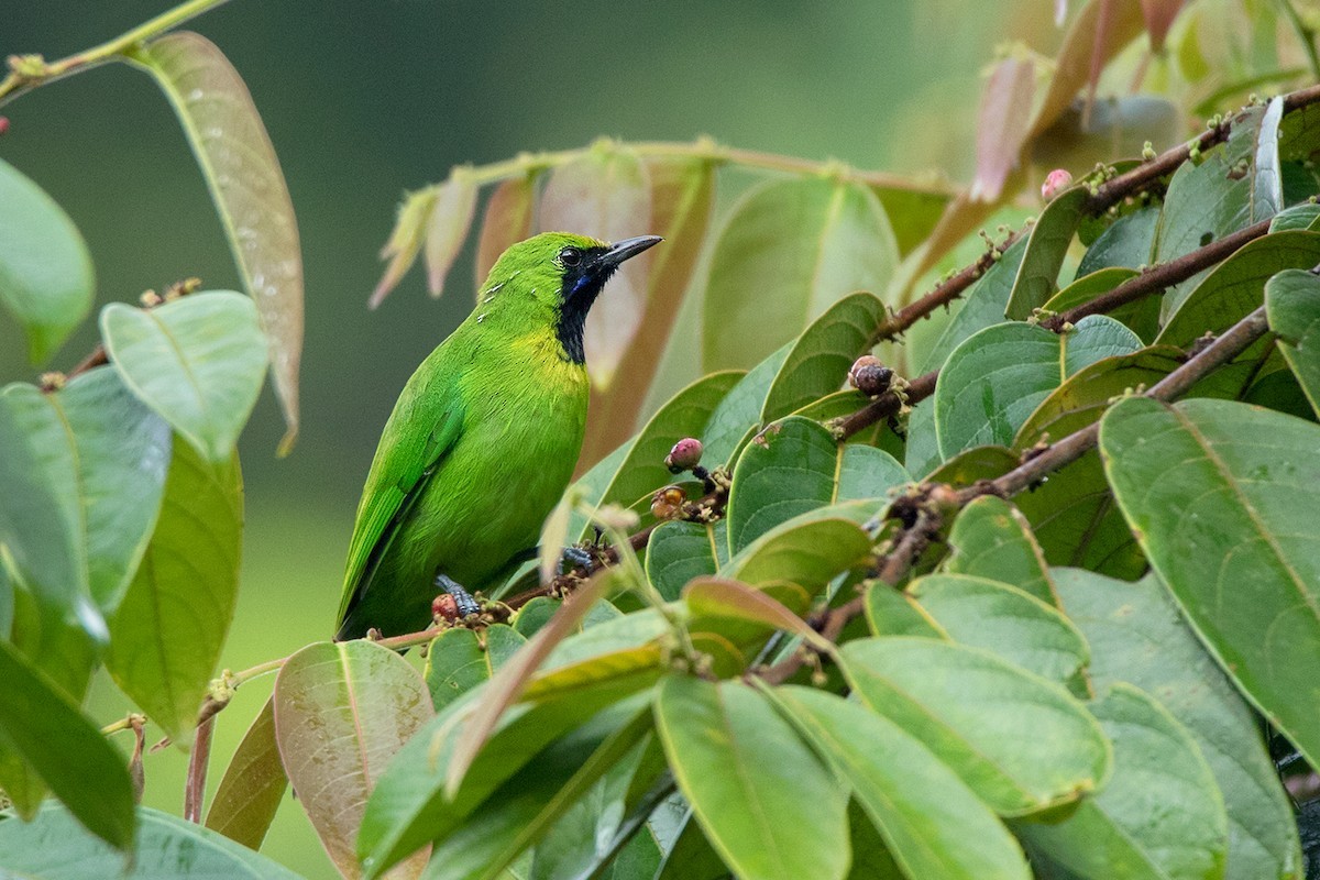 Chloropsis (Chloropsis) - Picture Bird