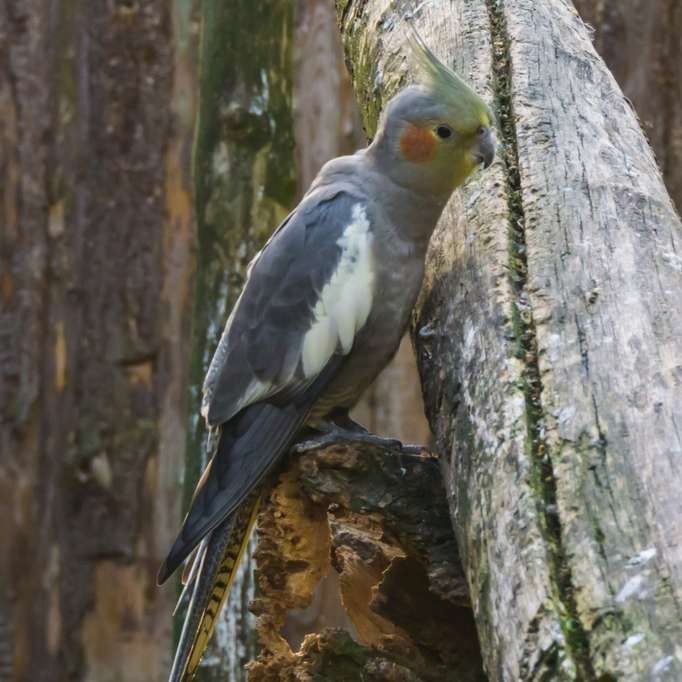 normal grey cockatiel