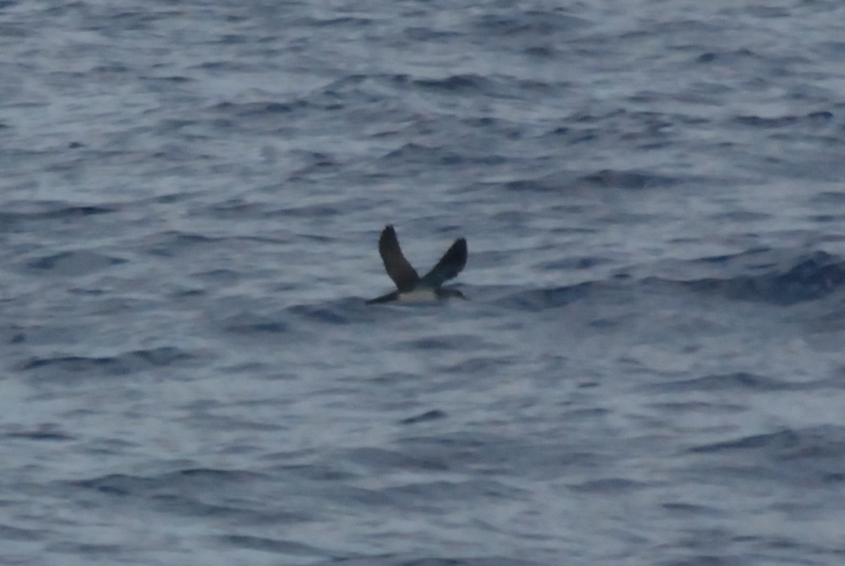 Bannerman's shearwater (Puffinus bannermani) Picture Bird
