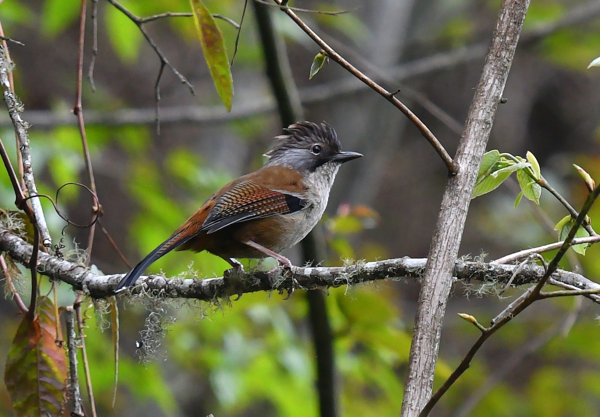 Hoary-throated barwing (Actinodura nipalensis) - Picture Bird