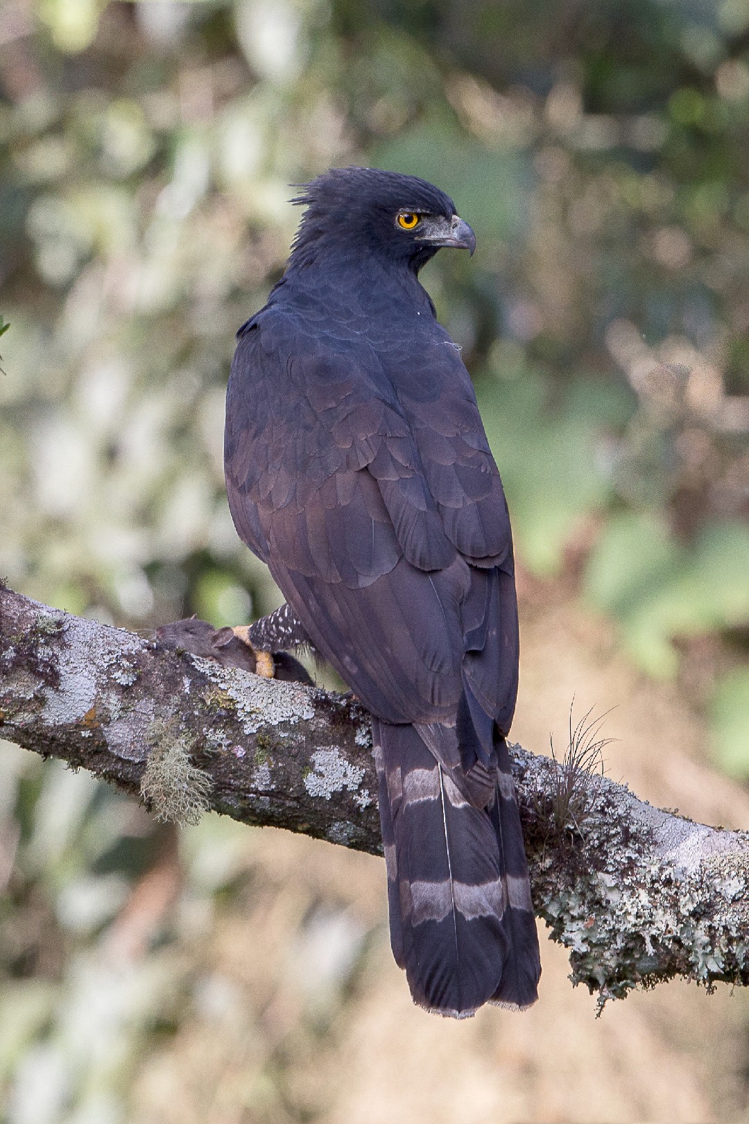 Águila negra (Spizaetus tyrannus) - Picture Bird