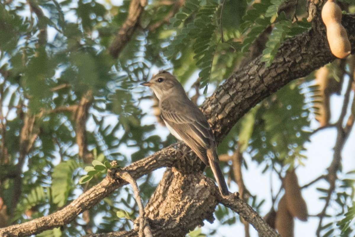 Papamoscas (Muscicapa) Picture Bird