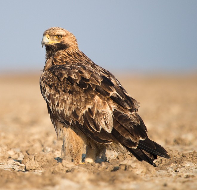 Águila imperial oriental (Aquila heliaca) - Picture Bird