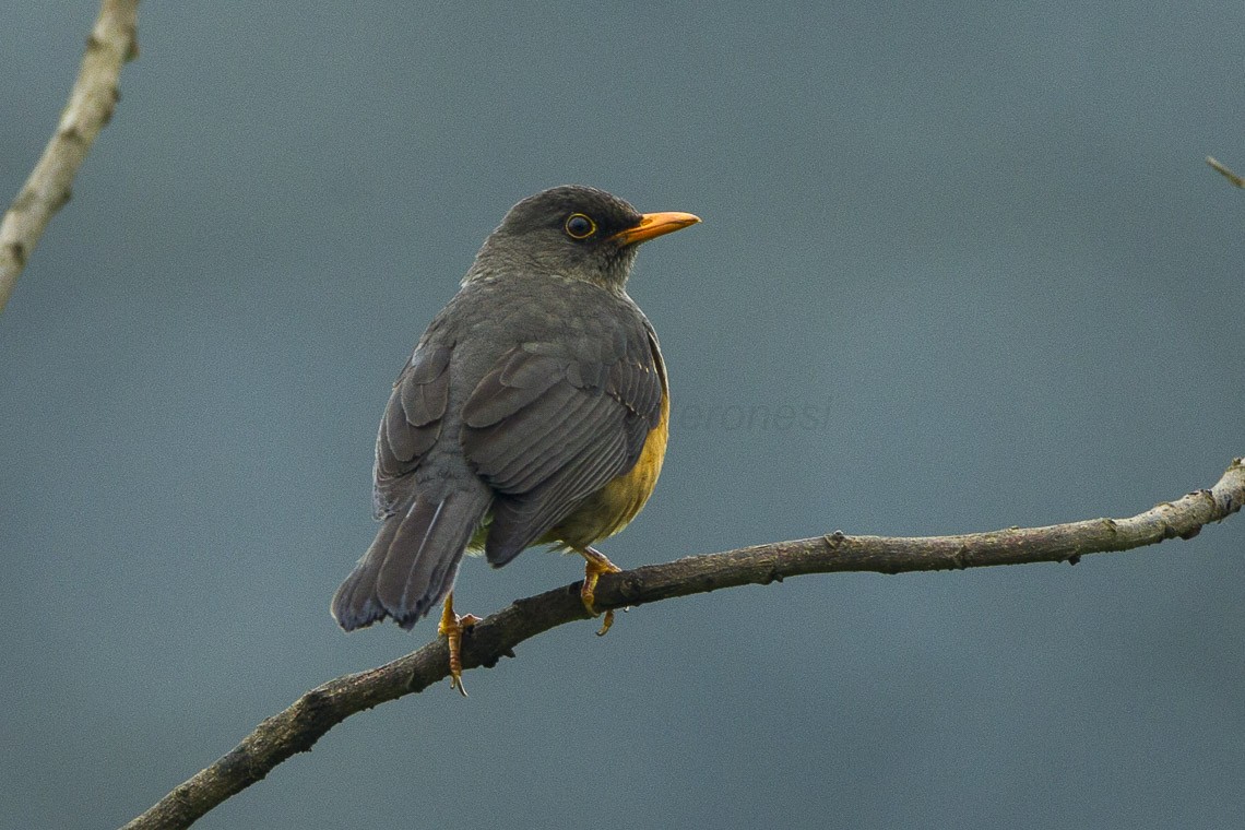 Echte drosseln (Turdus) Picture Bird